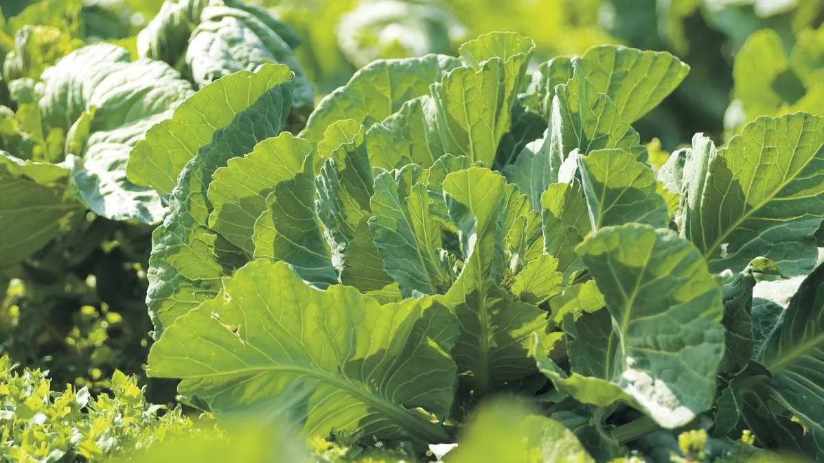 妊活中&マタニティ、授乳期に嬉しい 「サプリ×プロテイン×青汁」のいいとこどり 国産ケール100％使用　抹茶風味のお手軽栄養ドリンク 【ケールプロテイン ピュアルン】2種を2025年9月18日に販売開始